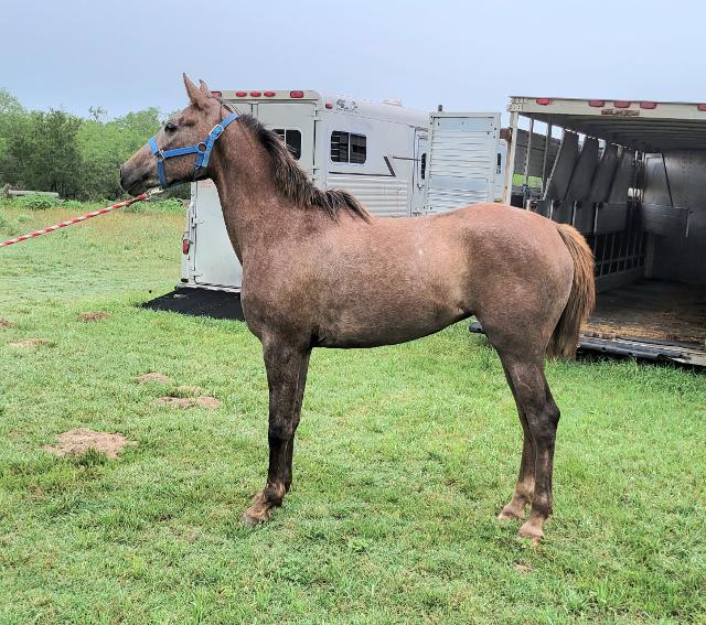 ARABIAN HORSES FOR SALE, SAN ANTONIO TEXAS AREA
